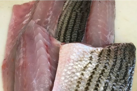 Wild Striped Bass Fillet