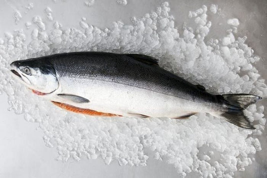 Wild Alaskan King Salmon