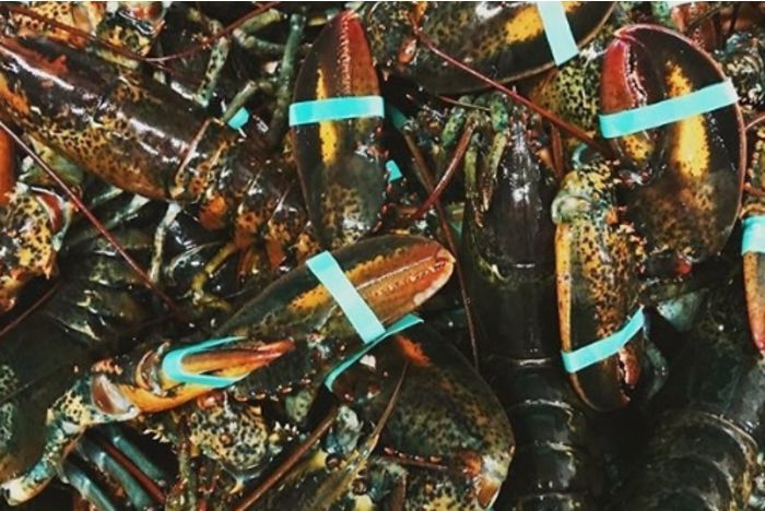 Wild Live Lobster 1 1/4 pound